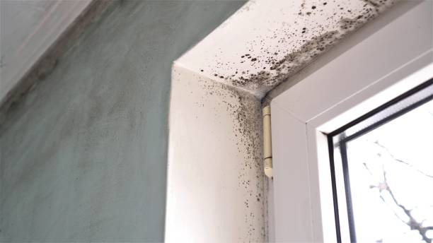 Best Commercial Mold Inspection  in Lexington, WA